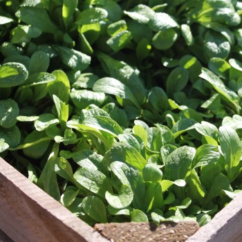 Feldsalat Grote Noordhollandse (Samen)