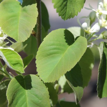 Felsenbirne Krasnojarskaja (Pflanze)