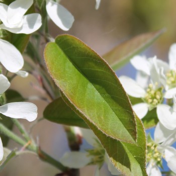 Felsenbirne Sleyt (Pflanze)