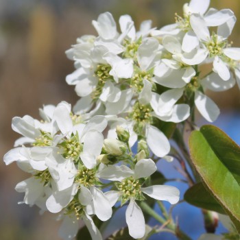 Felsenbirne Sleyt (Pflanze)