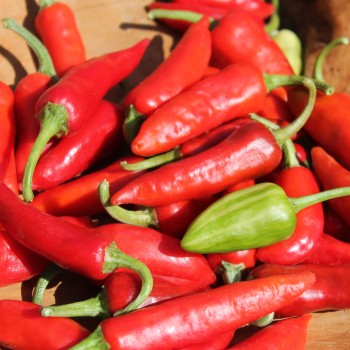 Chili Fish Pepper (Schärfe 4) (Samen)
