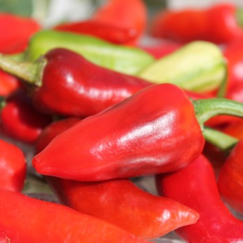 Chili Fish Pepper (Schärfe 4) (Samen)