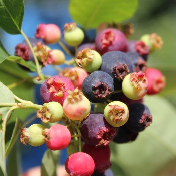 Felsenbirne Sleyt (Pflanze)