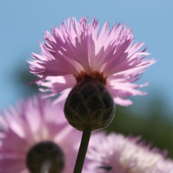 Flockenblume Graciosa (Samen)