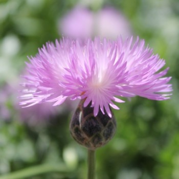 Flockenblume Graciosa (Samen)