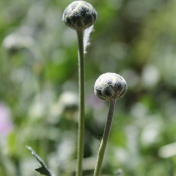 Flockenblume Graciosa (Samen)
