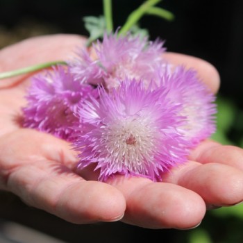 Flockenblume Graciosa (Samen)