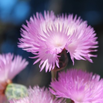 Flockenblume Graciosa (Samen)