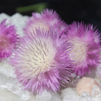 Flockenblume Graciosa (Samen)
