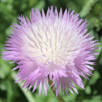 Flockenblume Graciosa (Samen)