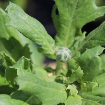 Flockenblume Graciosa (Samen)
