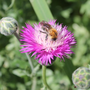 Flockenblume Purpurea Splendens (Samen)