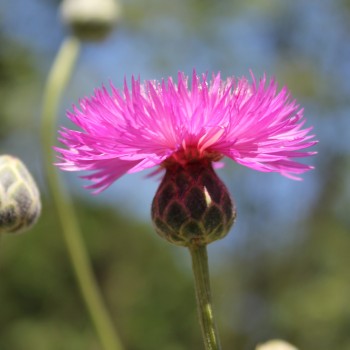 Flockenblume Purpurea Splendens (Samen)