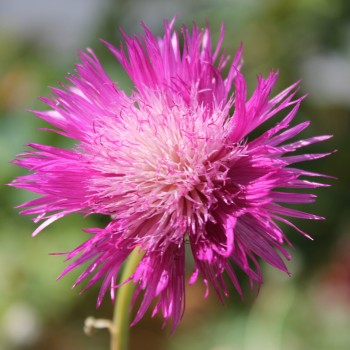 Flockenblume Purpurea Splendens (Samen)