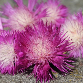 Flockenblume Purpurea Splendens (Samen)