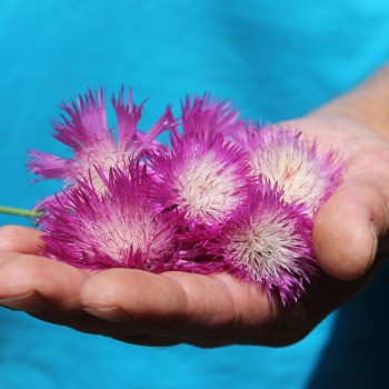 Flockenblume Purpurea Splendens (Samen)