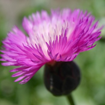 Flockenblume Purpurea Splendens (Samen)