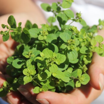 Neu! Französischer Majoran (Samen)