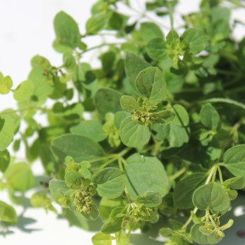 Neu! Französischer Majoran (Samen)