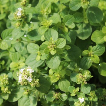 Neu! Französischer Majoran (Samen)