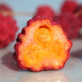 Fruchthartriegel Girard Nana (Pflanze)