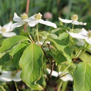 Fruchthartriegel Girard Nana (Pflanze)