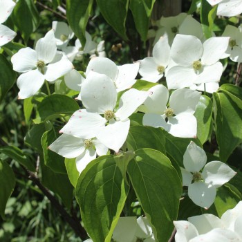 Neu! Fruchthartriegel Schmetterling (Pflanze)