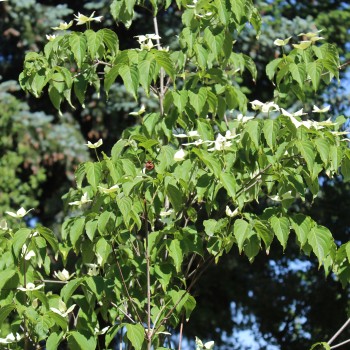 Fruchthartriegel Teutonia (Pflanze)