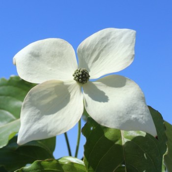 Fruchthartriegel Teutonia (Pflanze)