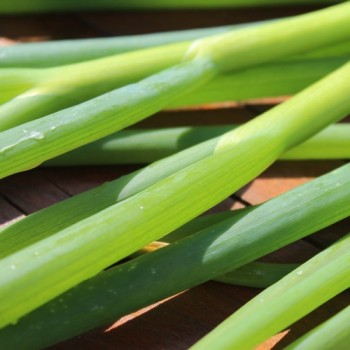 Frühlingszwiebel Bajkal (Samen)