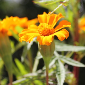 Färbertagetes (Samen)
