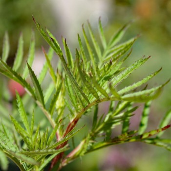Färbertagetes (Samen)