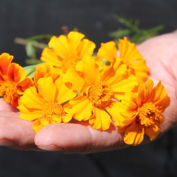 Färbertagetes (Samen)