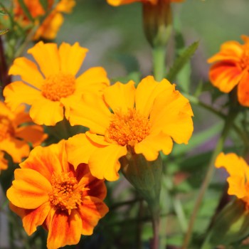 Färbertagetes (Samen)