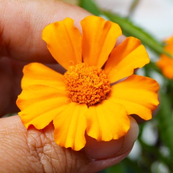 Färbertagetes (Samen)