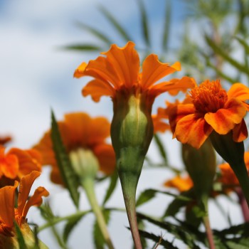 Färbertagetes (Samen)