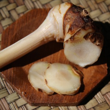 Galgant - (Thai-Ingwer) (Pflanze)