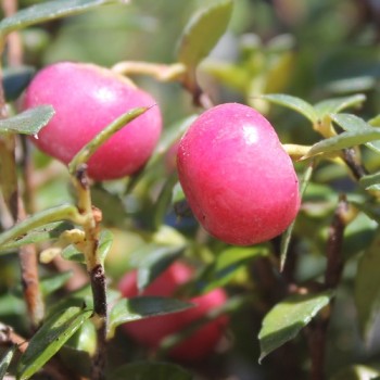 Mountain Tea Berry Donkerrose (selbstfruchtbar) (Pflanze)