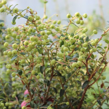 Mountain Tea Berry Donkerrose (selbstfruchtbar) (Pflanze)