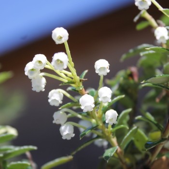 Mountain Tea Berry Donkerrose (selbstfruchtbar) (Pflanze)