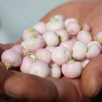 Mountain Tea Berry Mother of Pearl (selbstfruchtbar) (Pflanze)