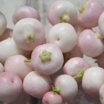 Mountain Tea Berry Mother of Pearl (selbstfruchtbar) (Pflanze)