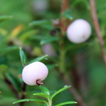 Mountain Tea Berry Mother of Pearl (selbstfruchtbar) (Pflanze)