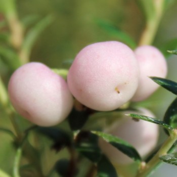 Mountain Tea Berry Mother of Pearl (selbstfruchtbar) (Pflanze)