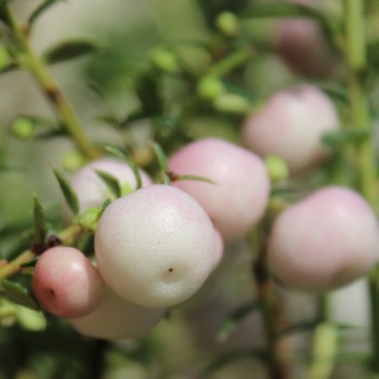 Mountain Tea Berry Mother of Pearl (selbstfruchtbar) (Pflanze)