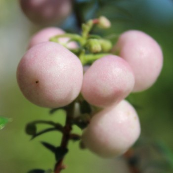 Mountain Tea Berry Mother of Pearl (selbstfruchtbar) (Pflanze)