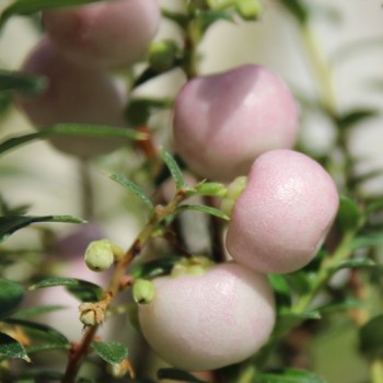 Mountain Tea Berry Mother of Pearl (selbstfruchtbar) (Pflanze)