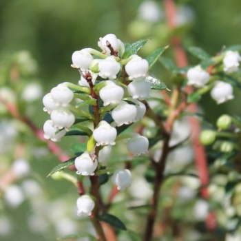 Mountain Tea Berry Mother of Pearl (selbstfruchtbar) (Pflanze)