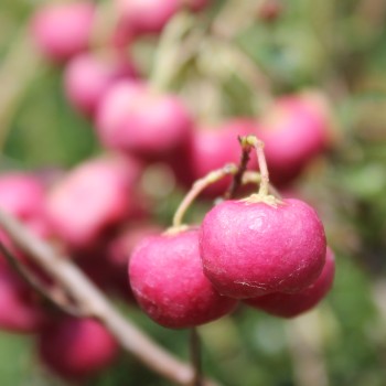Mountain Tea Berry Signal (selbstfruchtbar) (Pflanze)