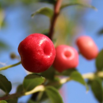 Mountain Tea Berry Signal (selbstfruchtbar) (Pflanze)